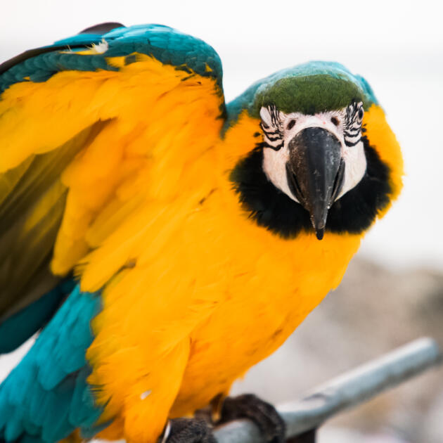 Gaiola Criação Aluminio